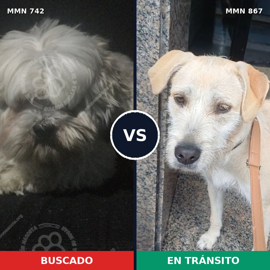 Comparativa MMS 13919: mascota perdida y mascota encontrada, 46% de similitud