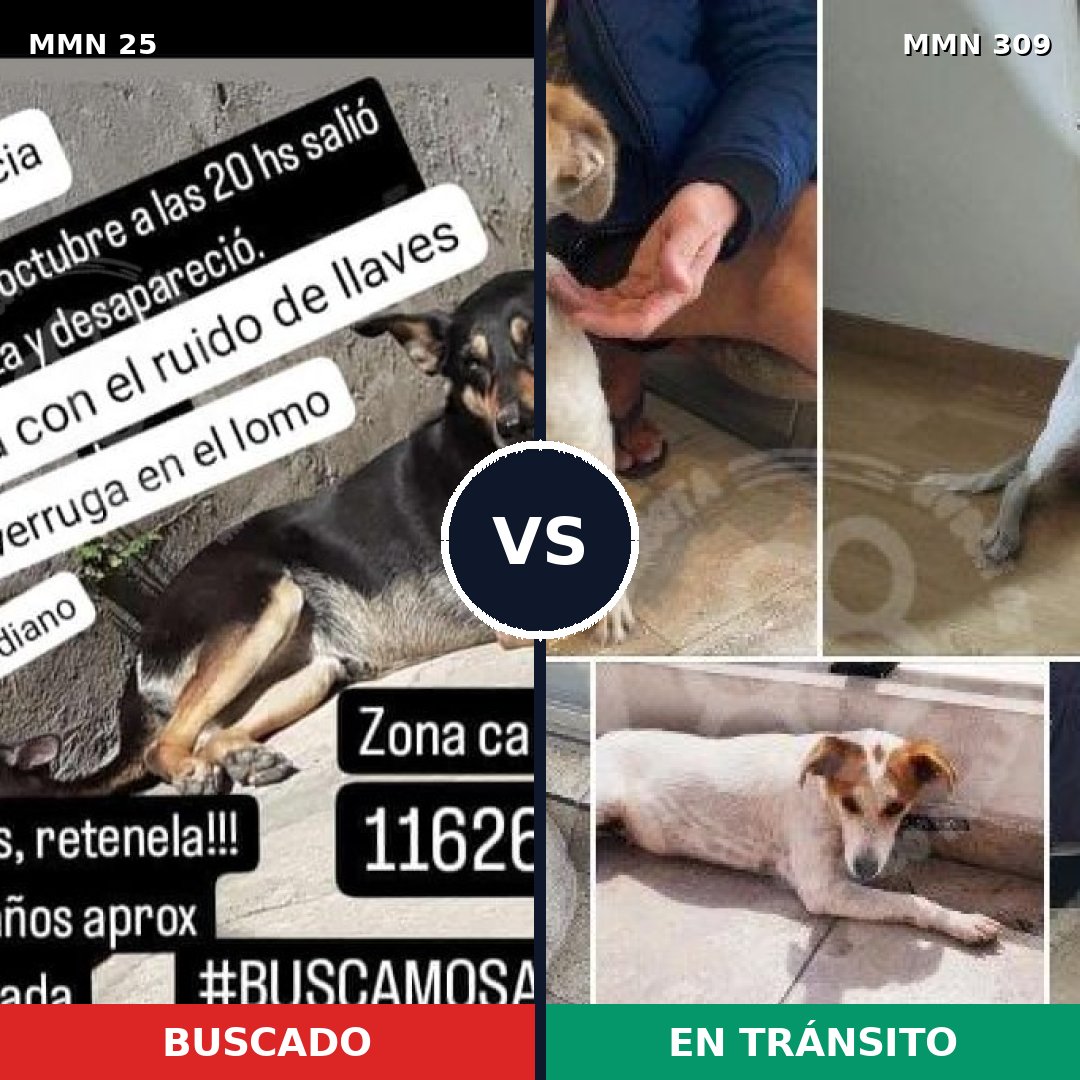 Comparativa MMS 1392: mascota perdida y mascota encontrada, 76% de similitud