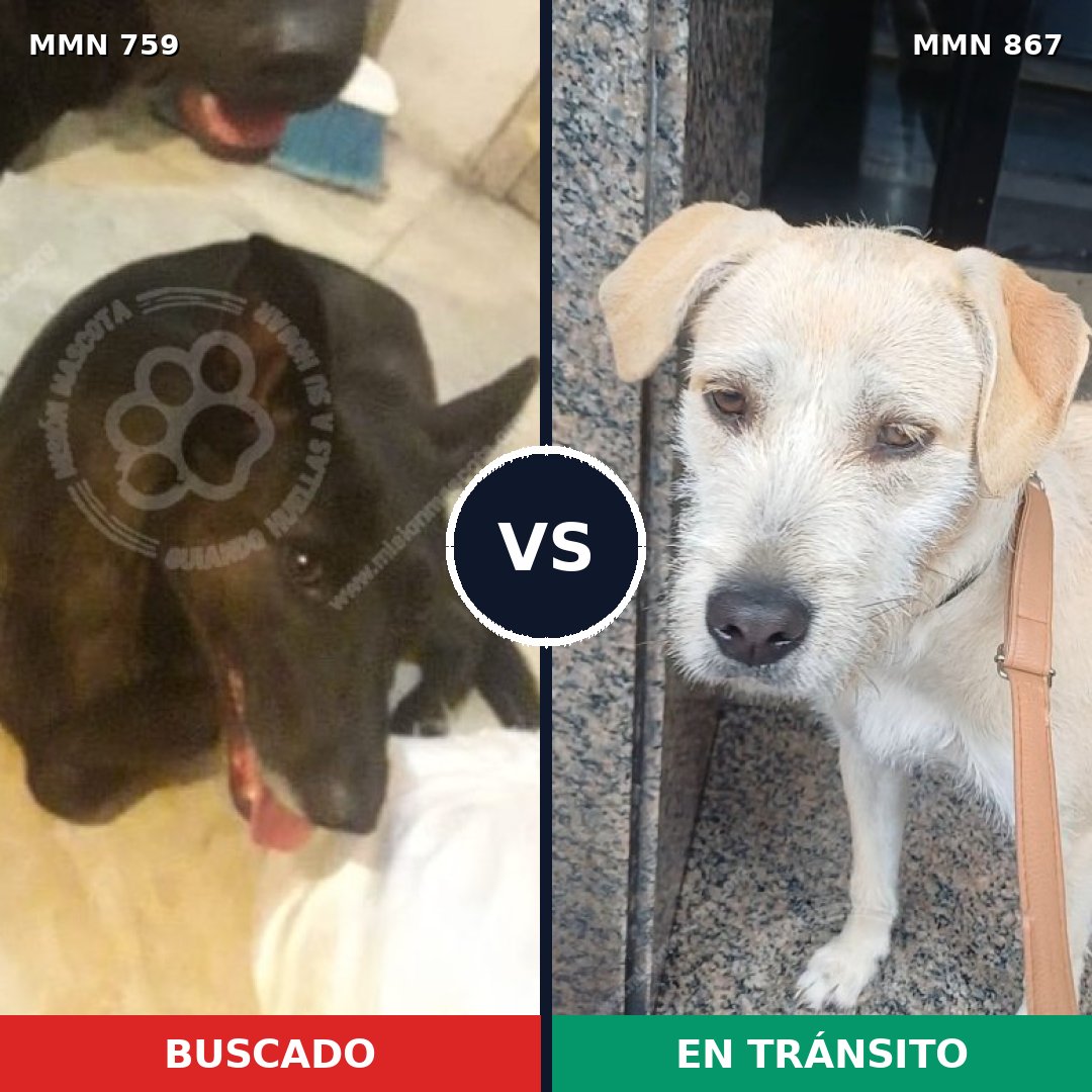 Comparativa MMS 13920: mascota perdida y mascota encontrada, 51% de similitud