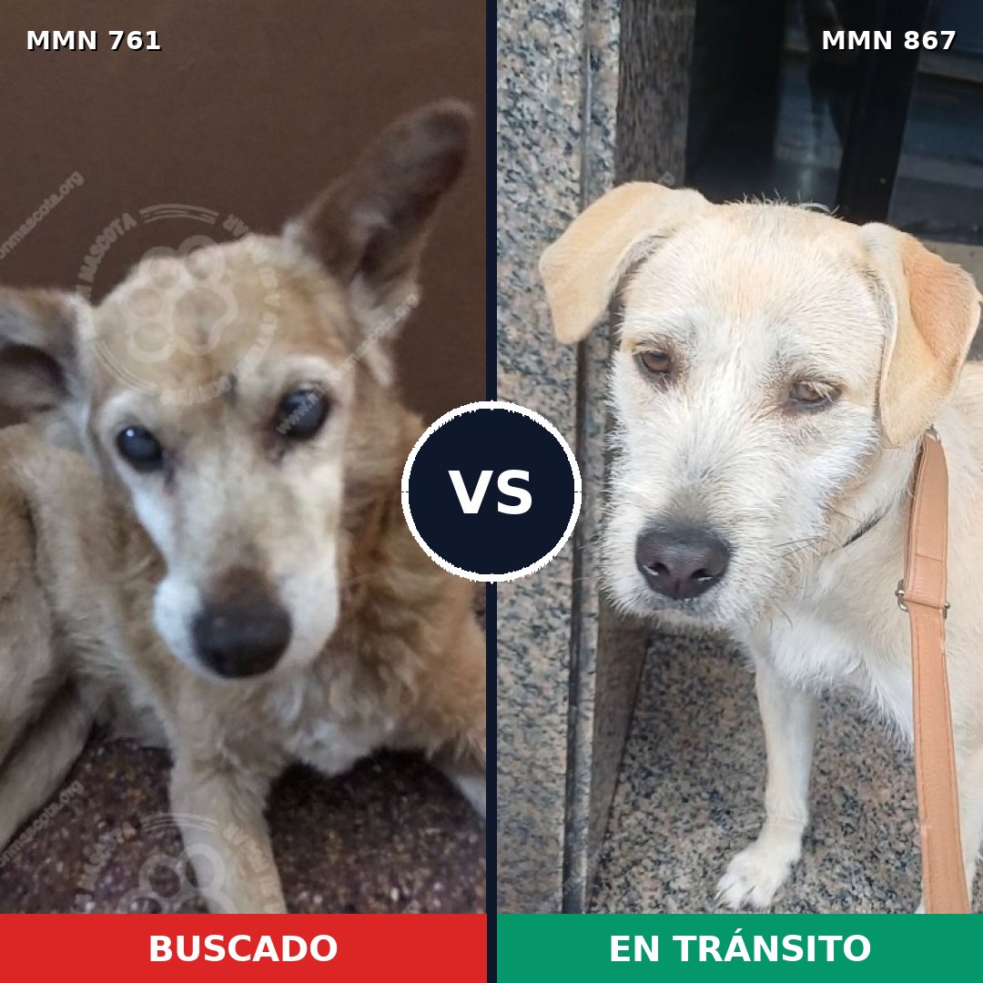 Comparativa MMS 13921: mascota perdida y mascota encontrada, 47% de similitud