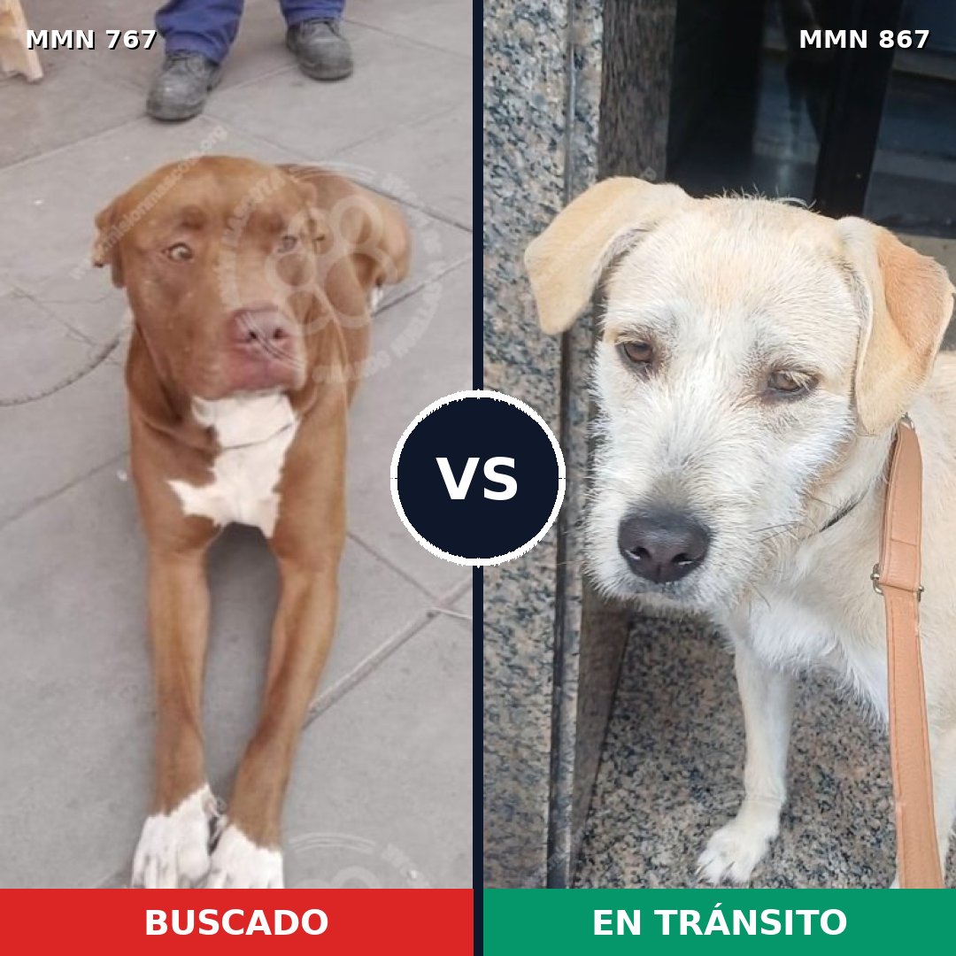 Comparativa MMS 13922: mascota perdida y mascota encontrada, 52% de similitud