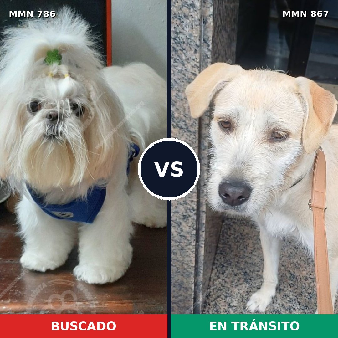 Comparativa MMS 13926: mascota perdida y mascota encontrada, 40% de similitud