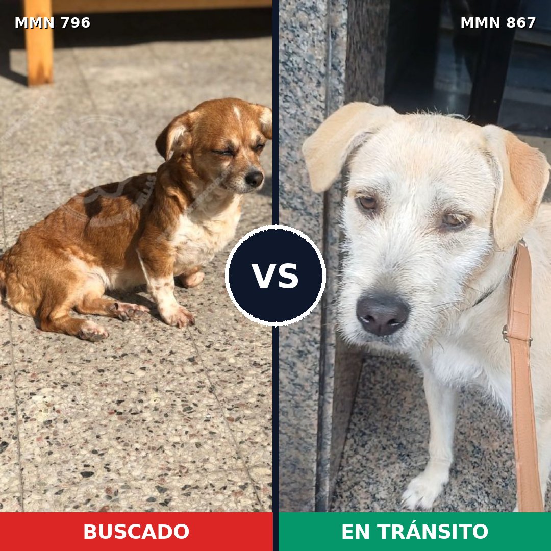 Comparativa MMS 13927: mascota perdida y mascota encontrada, 42% de similitud