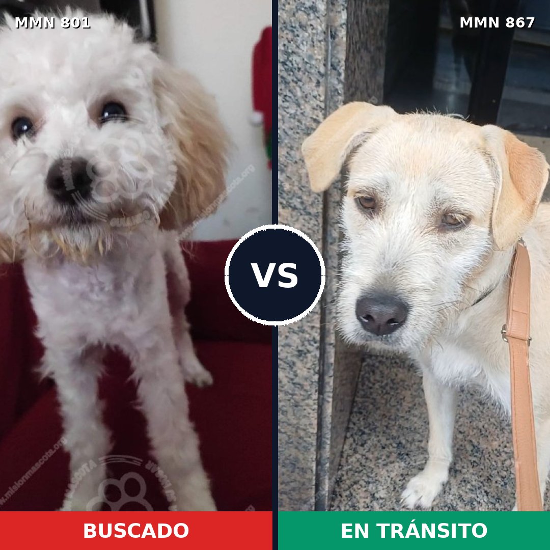 Comparativa MMS 13928: mascota perdida y mascota encontrada, 52% de similitud