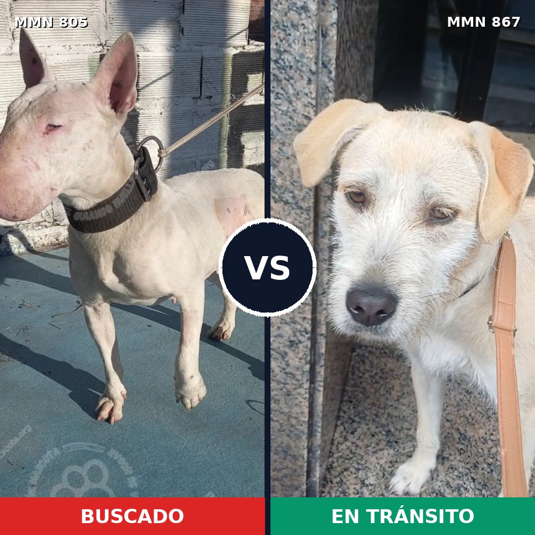 Comparativa MMS 13929: mascota perdida y mascota encontrada, 54% de similitud