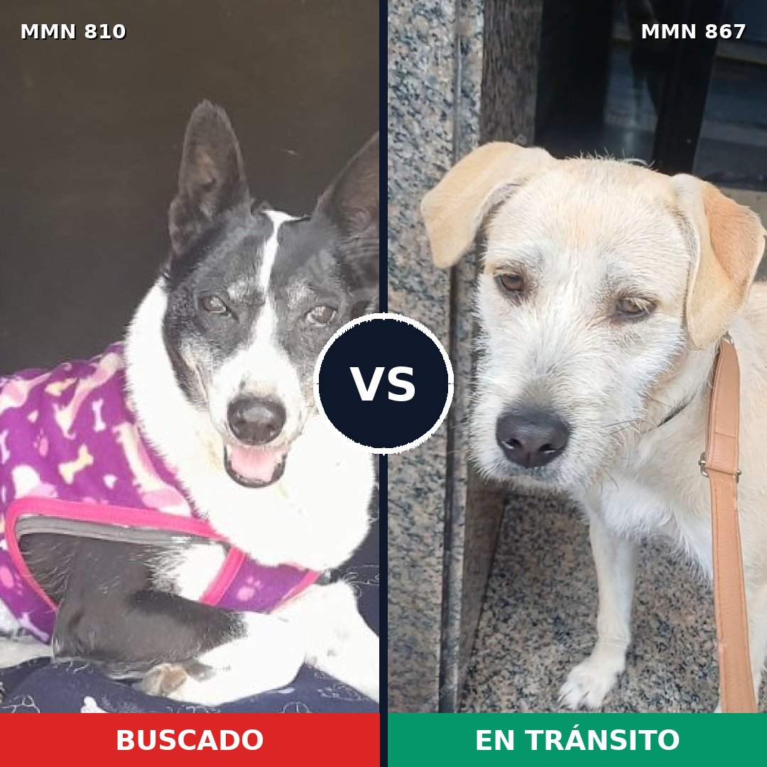 Comparativa MMS 13930: mascota perdida y mascota encontrada, 47% de similitud