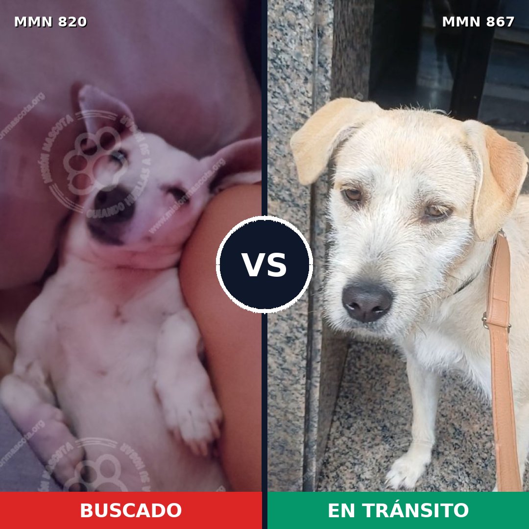 Comparativa MMS 13931: mascota perdida y mascota encontrada, 34% de similitud