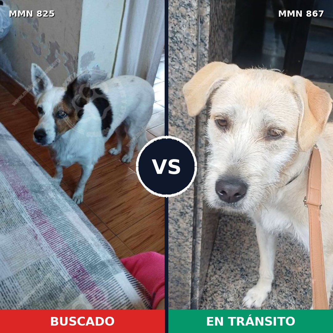 Comparativa MMS 13933: mascota perdida y mascota encontrada, 47% de similitud
