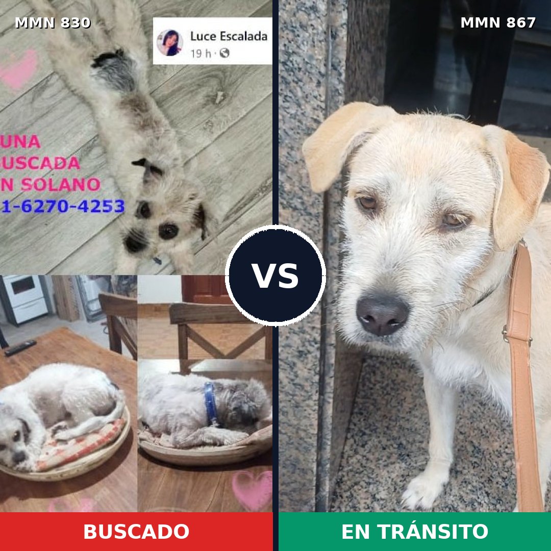 Comparativa MMS 13934: mascota perdida y mascota encontrada, 34% de similitud