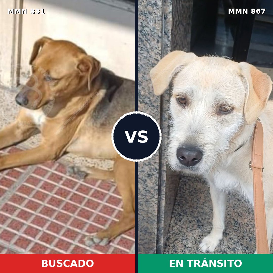 Comparativa MMS 13935: mascota perdida y mascota encontrada, 46% de similitud