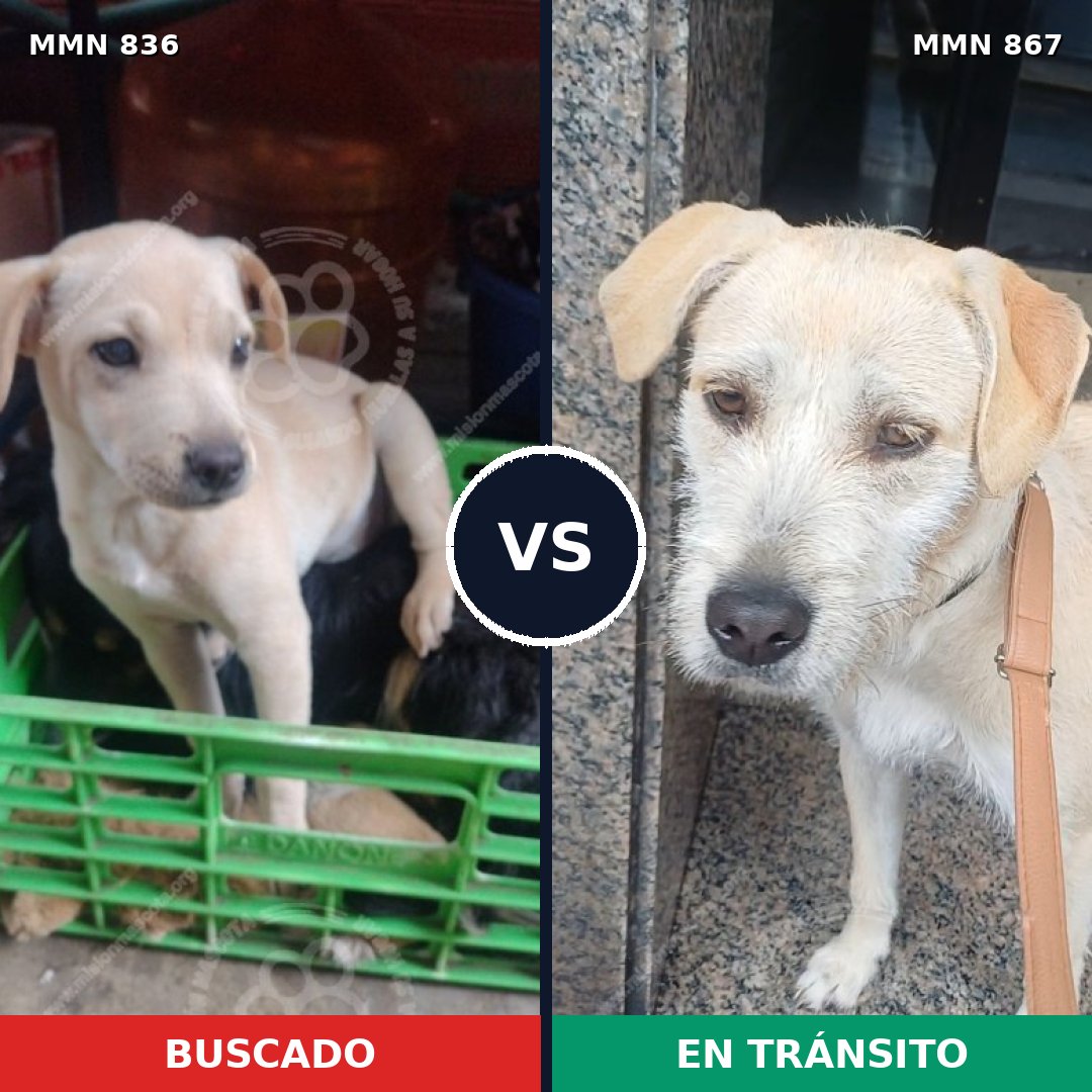 Comparativa MMS 13937: mascota perdida y mascota encontrada, 74% de similitud