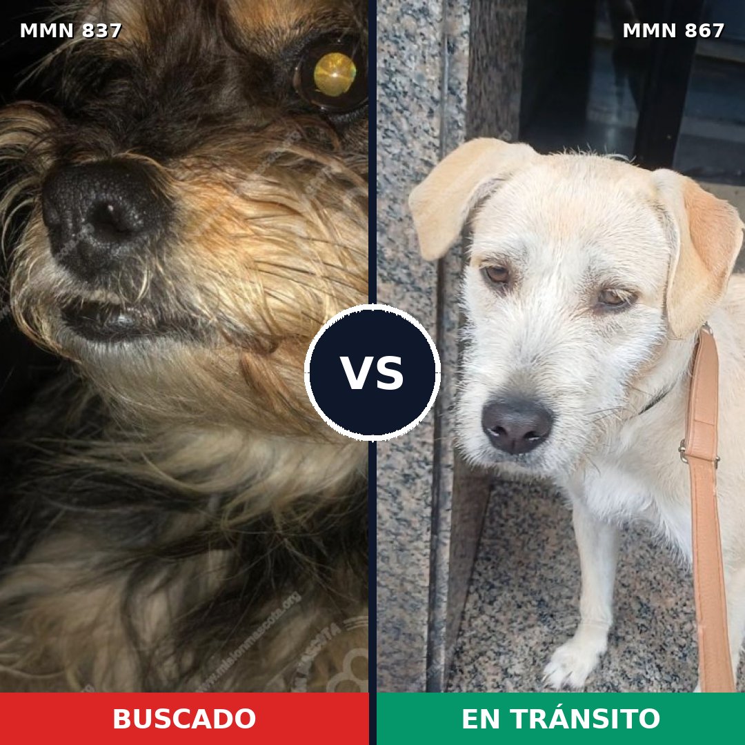 Comparativa MMS 13938: mascota perdida y mascota encontrada, 52% de similitud