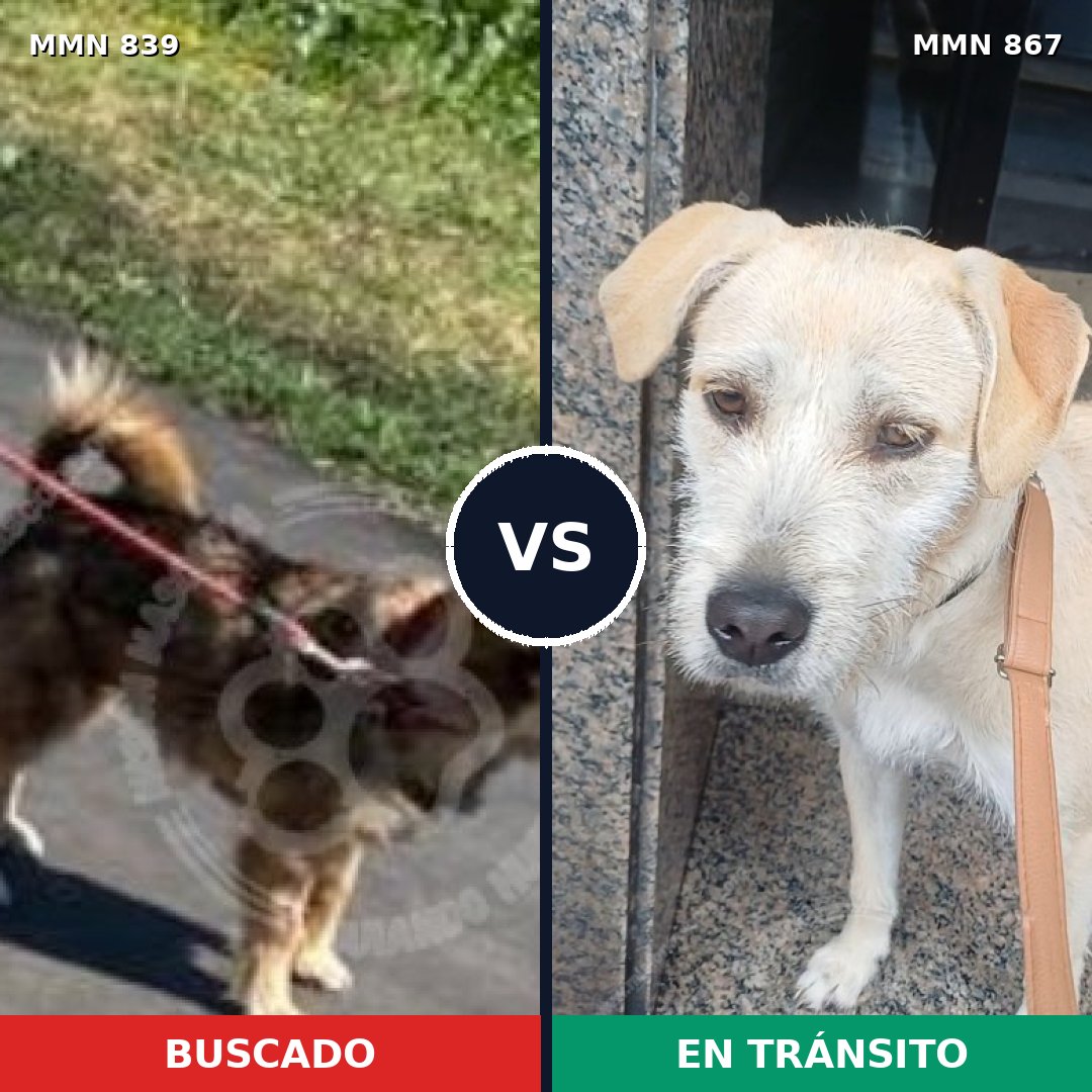 Comparativa MMS 13939: mascota perdida y mascota encontrada, 36% de similitud