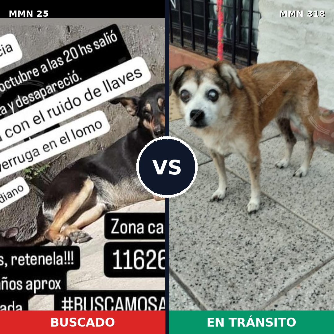 Comparativa MMS 1394: mascota perdida y mascota encontrada, 66% de similitud