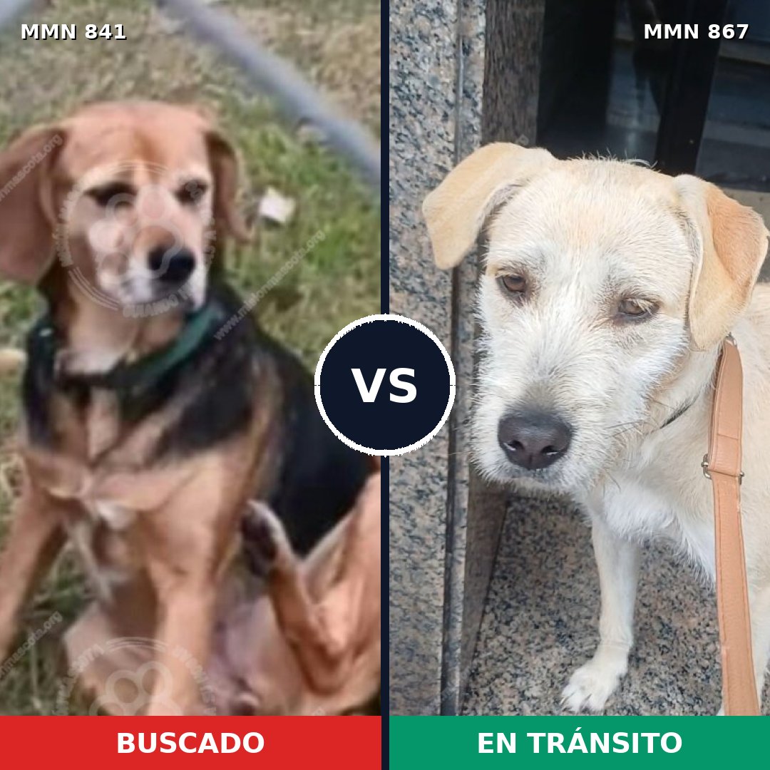 Comparativa MMS 13940: mascota perdida y mascota encontrada, 45% de similitud