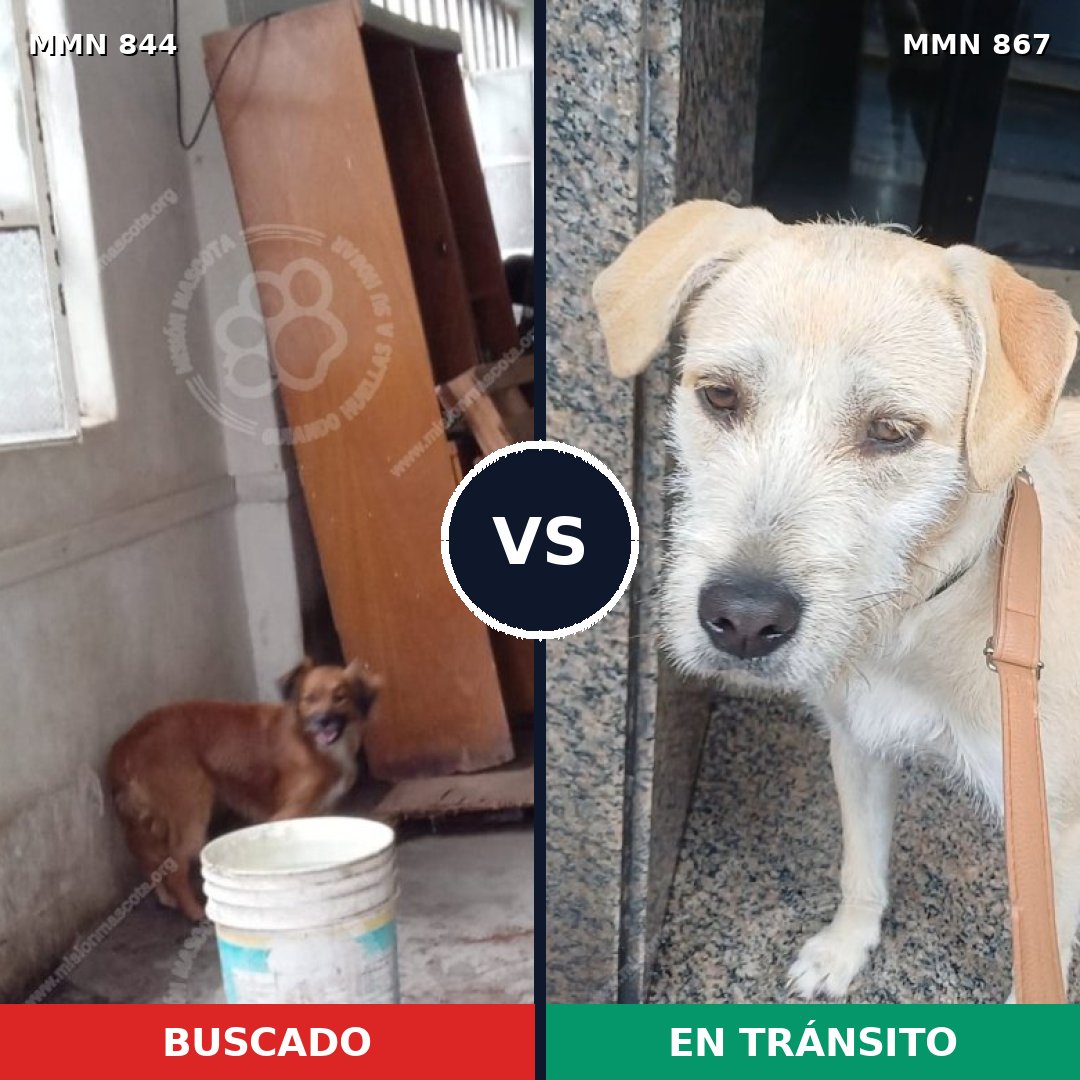 Comparativa MMS 13941: mascota perdida y mascota encontrada, 47% de similitud