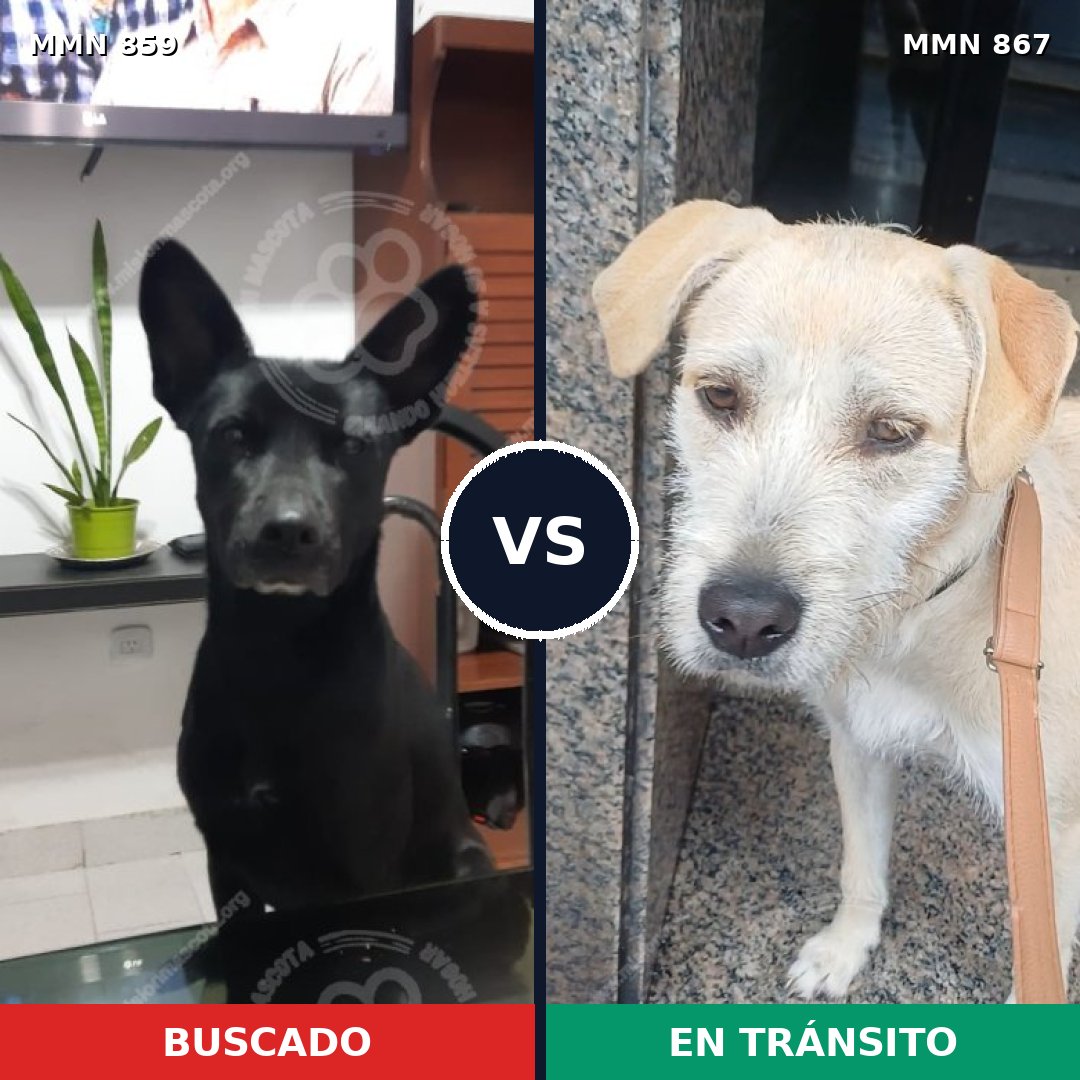 Comparativa MMS 13944: mascota perdida y mascota encontrada, 49% de similitud
