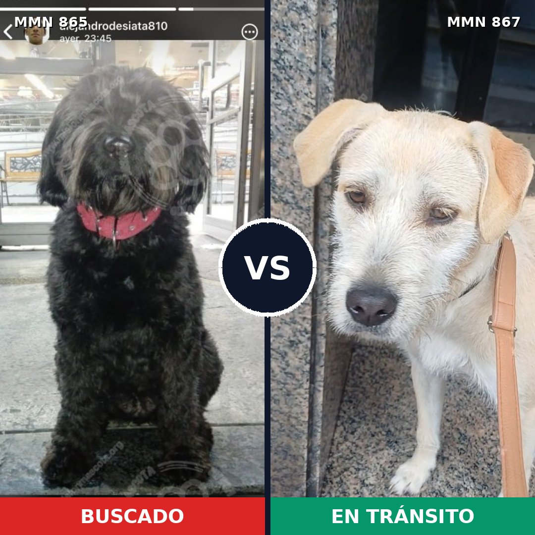Comparativa MMS 13946: mascota perdida y mascota encontrada, 67% de similitud