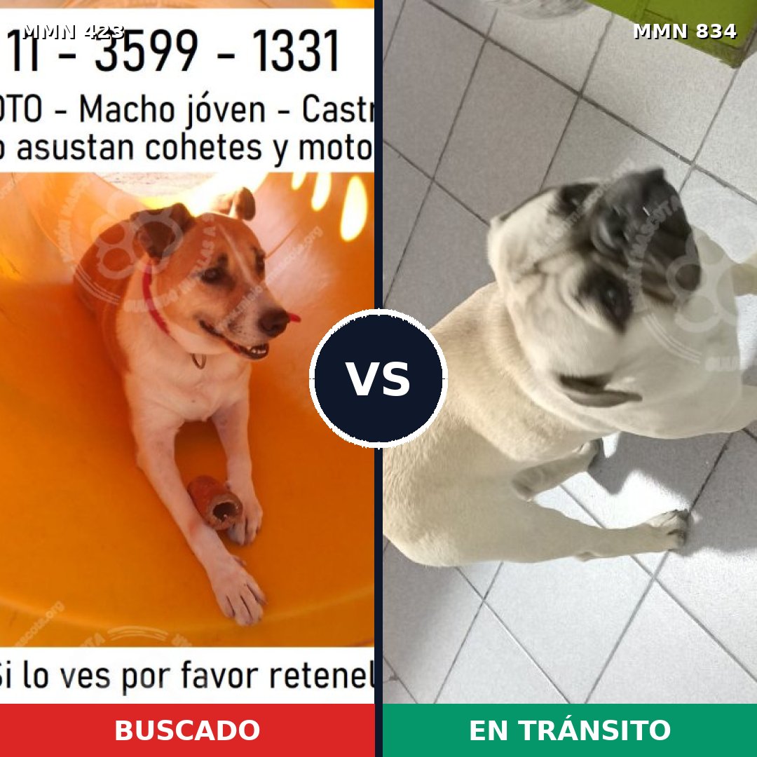 Comparativa MMS 13949: mascota perdida y mascota encontrada, 30% de similitud