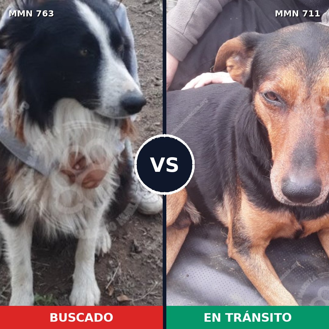 Comparativa MMS 13951: mascota perdida y mascota encontrada, 40% de similitud