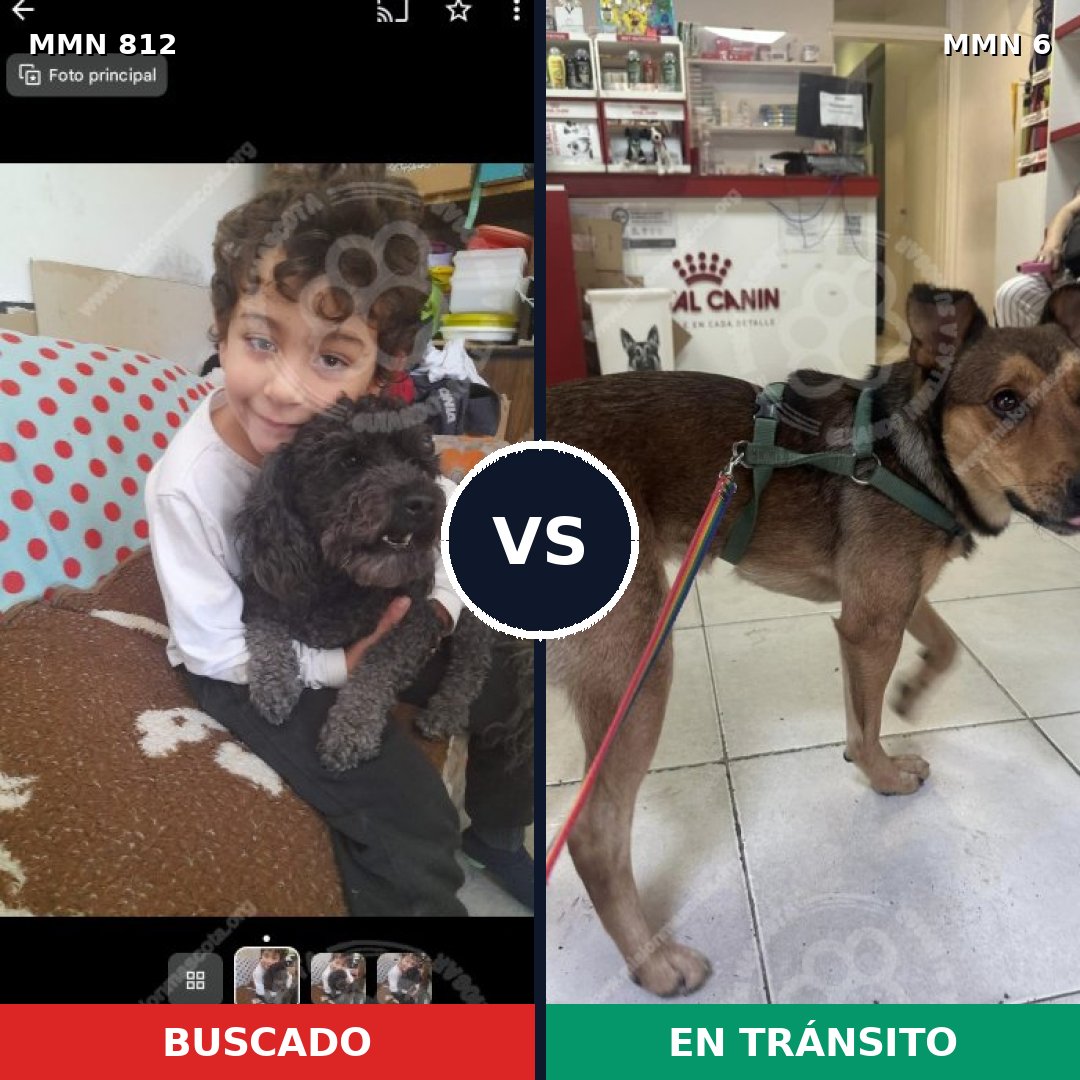 Comparativa MMS 13952: mascota perdida y mascota encontrada, 20% de similitud