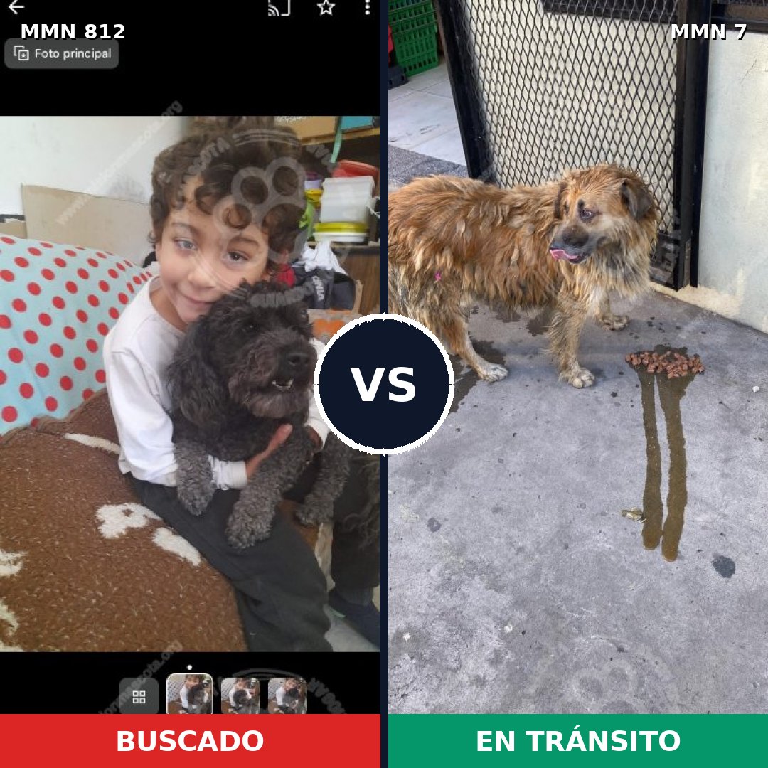 Comparativa MMS 13953: mascota perdida y mascota encontrada, 10% de similitud