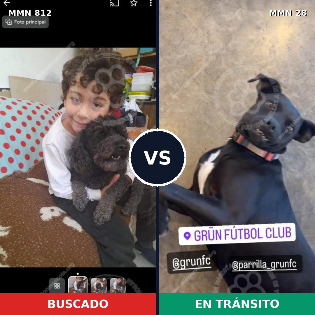 Comparativa MMS 13955: mascota perdida y mascota encontrada, 28% de similitud