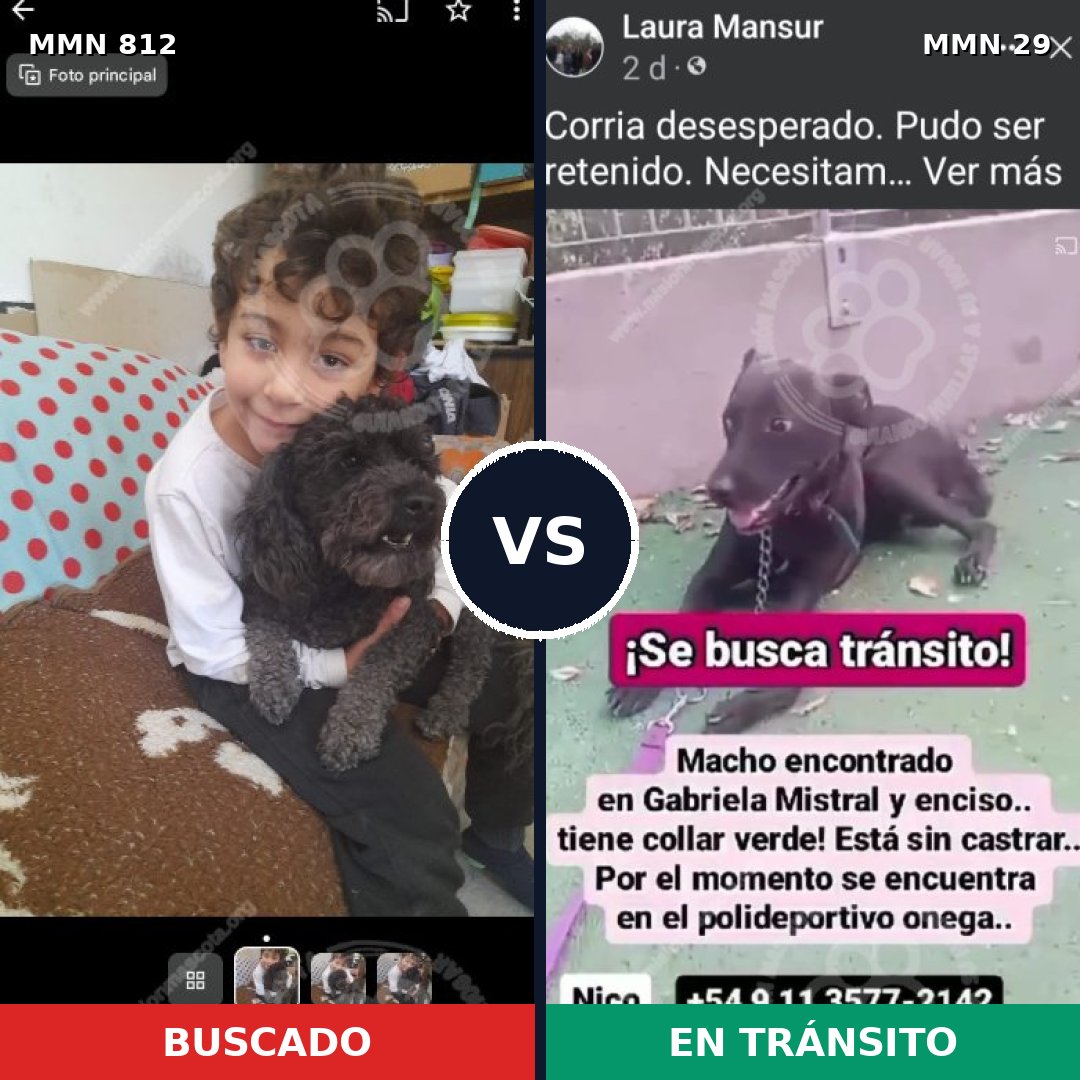 Comparativa MMS 13956: mascota perdida y mascota encontrada, 24% de similitud