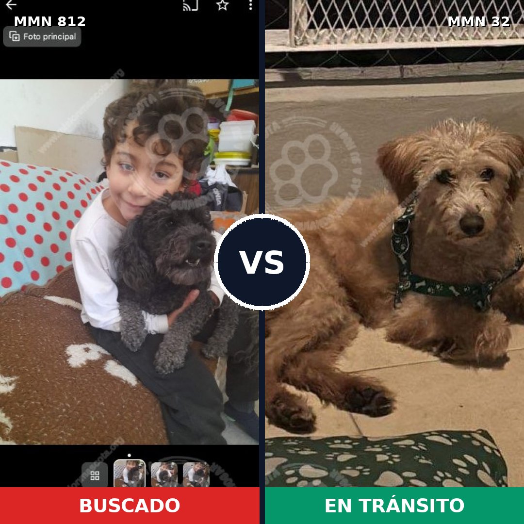 Comparativa MMS 13957: mascota perdida y mascota encontrada, 21% de similitud