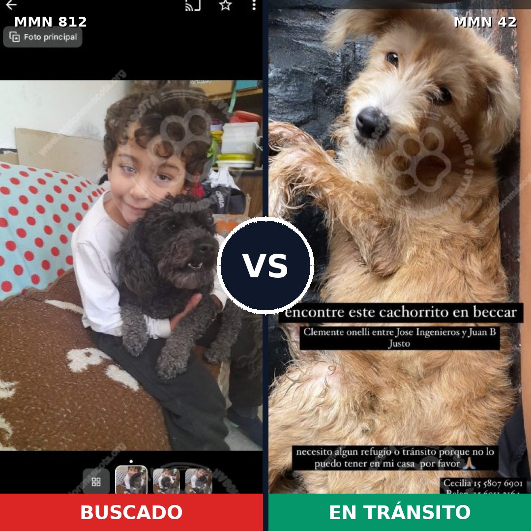 Comparativa MMS 13959: mascota perdida y mascota encontrada, 31% de similitud
