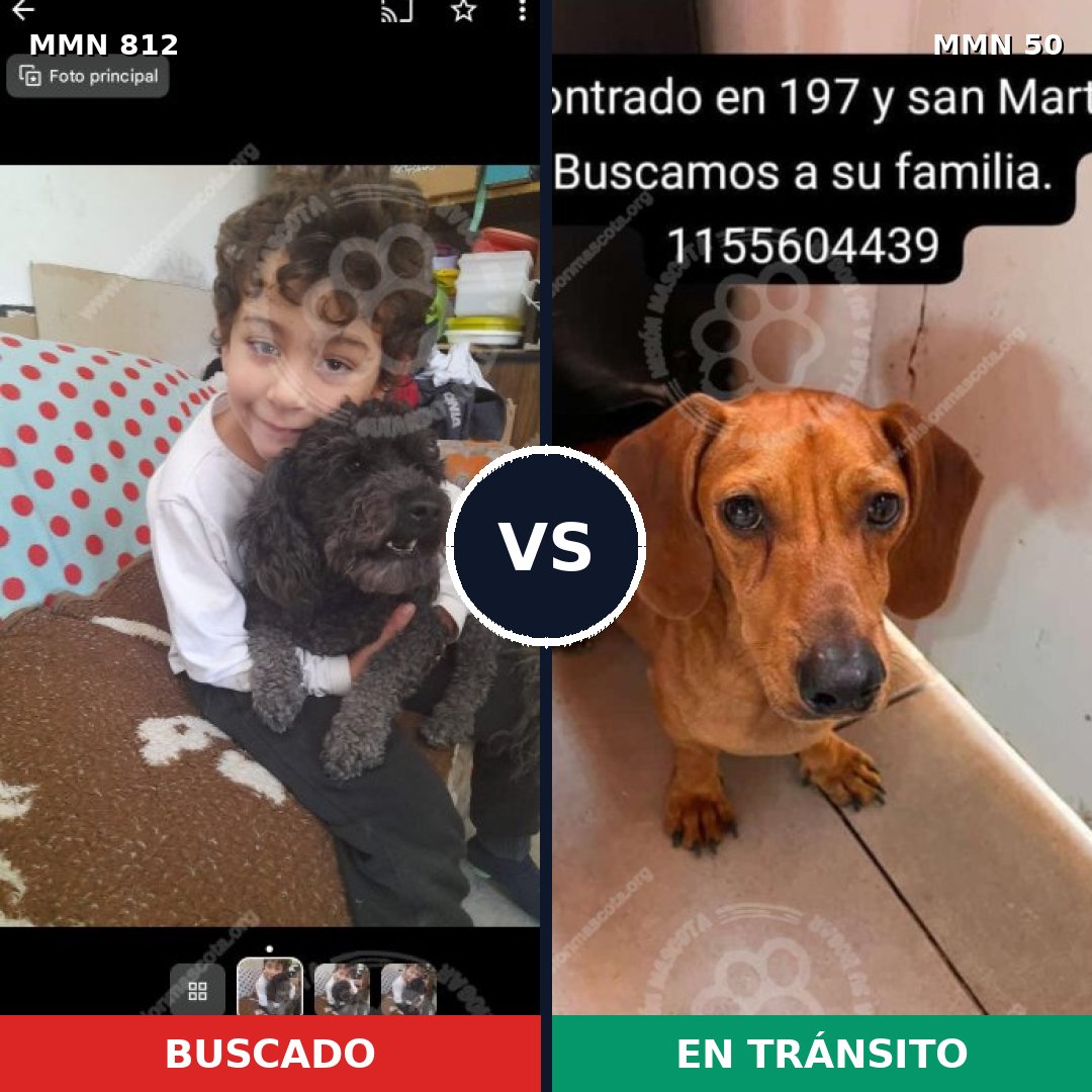 Comparativa MMS 13961: mascota perdida y mascota encontrada, 38% de similitud