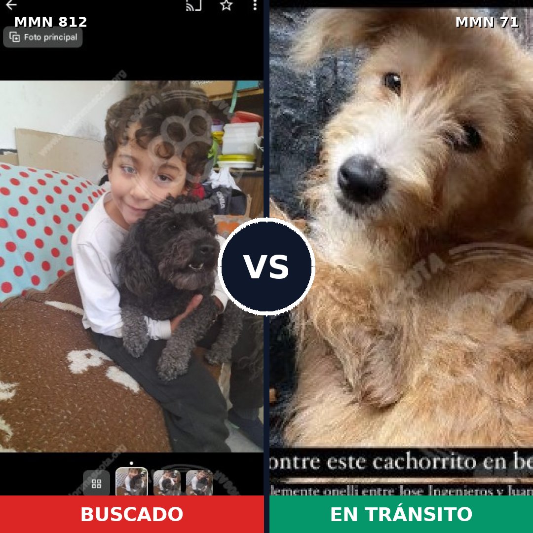 Comparativa MMS 13962: mascota perdida y mascota encontrada, 31% de similitud