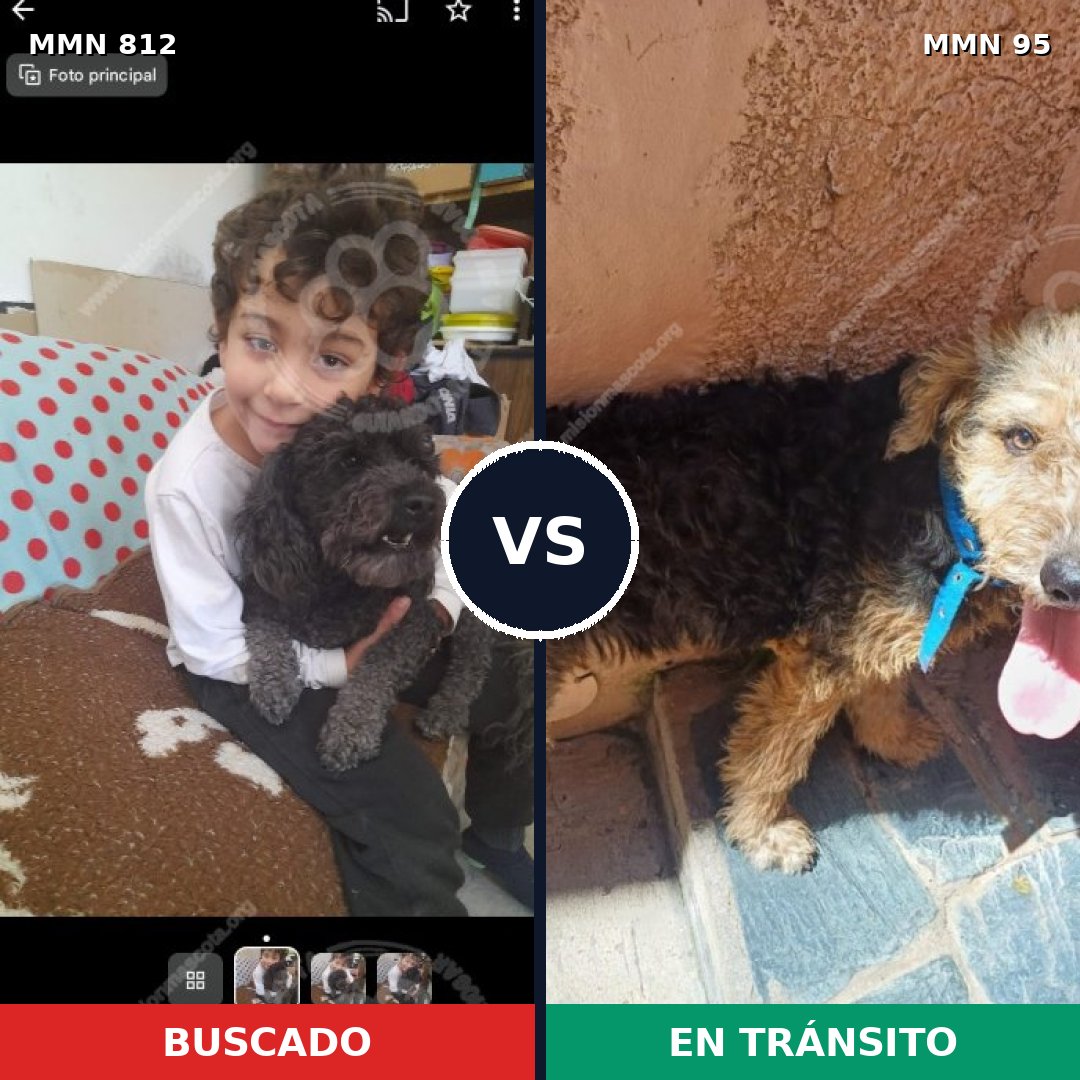 Comparativa MMS 13964: mascota perdida y mascota encontrada, 27% de similitud