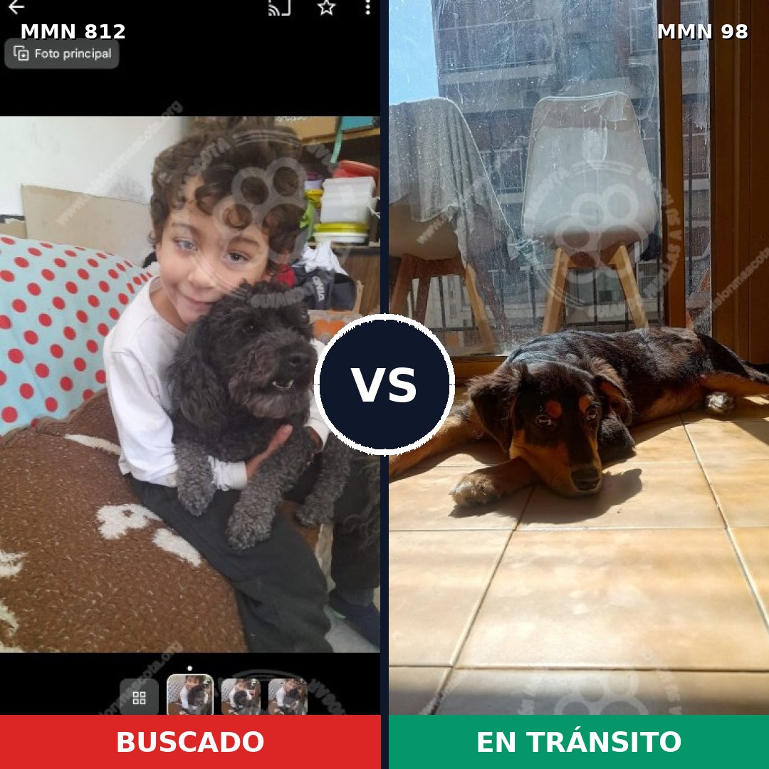 Comparativa MMS 13966: mascota perdida y mascota encontrada, 26% de similitud
