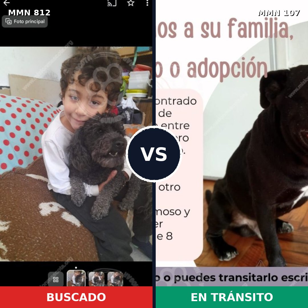 Comparativa MMS 13967: mascota perdida y mascota encontrada, 26% de similitud