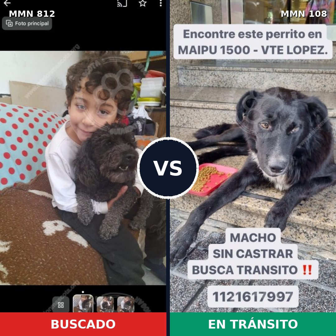 Comparativa MMS 13968: mascota perdida y mascota encontrada, 27% de similitud
