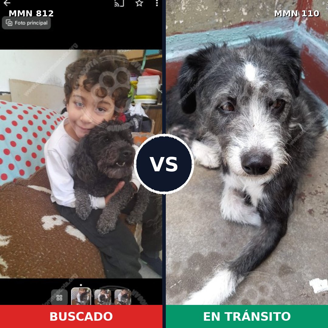 Comparativa MMS 13969: mascota perdida y mascota encontrada, 30% de similitud