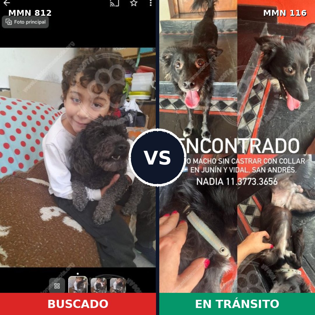 Comparativa MMS 13970: mascota perdida y mascota encontrada, 29% de similitud