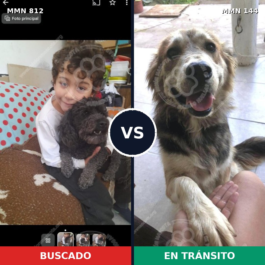 Comparativa MMS 13972: mascota perdida y mascota encontrada, 24% de similitud