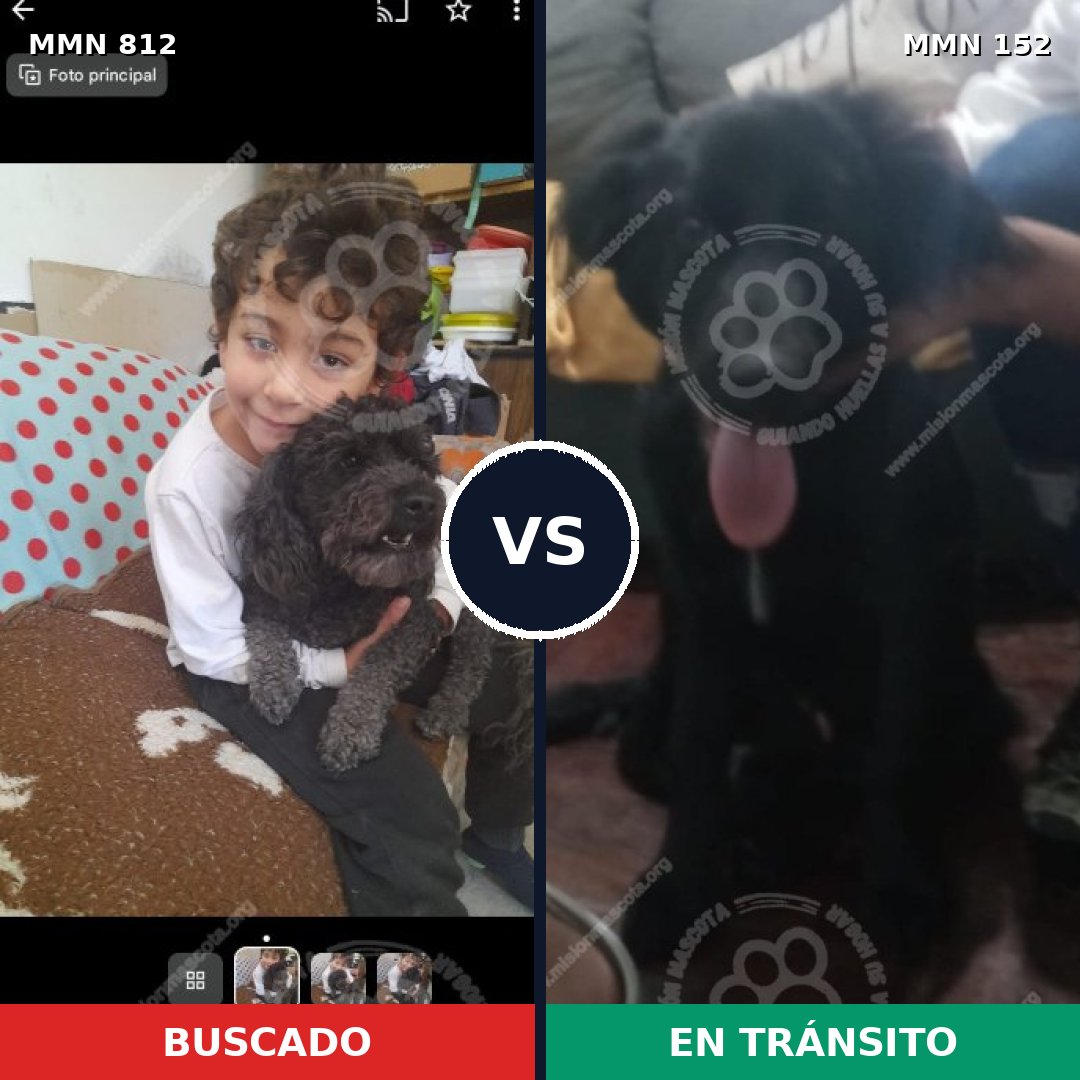 Comparativa MMS 13973: mascota perdida y mascota encontrada, 32% de similitud