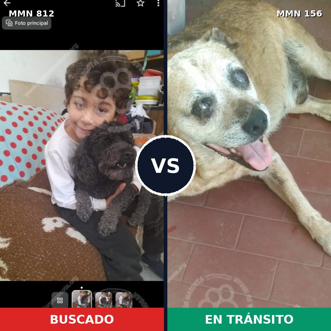 Comparativa MMS 13974: mascota perdida y mascota encontrada, 22% de similitud