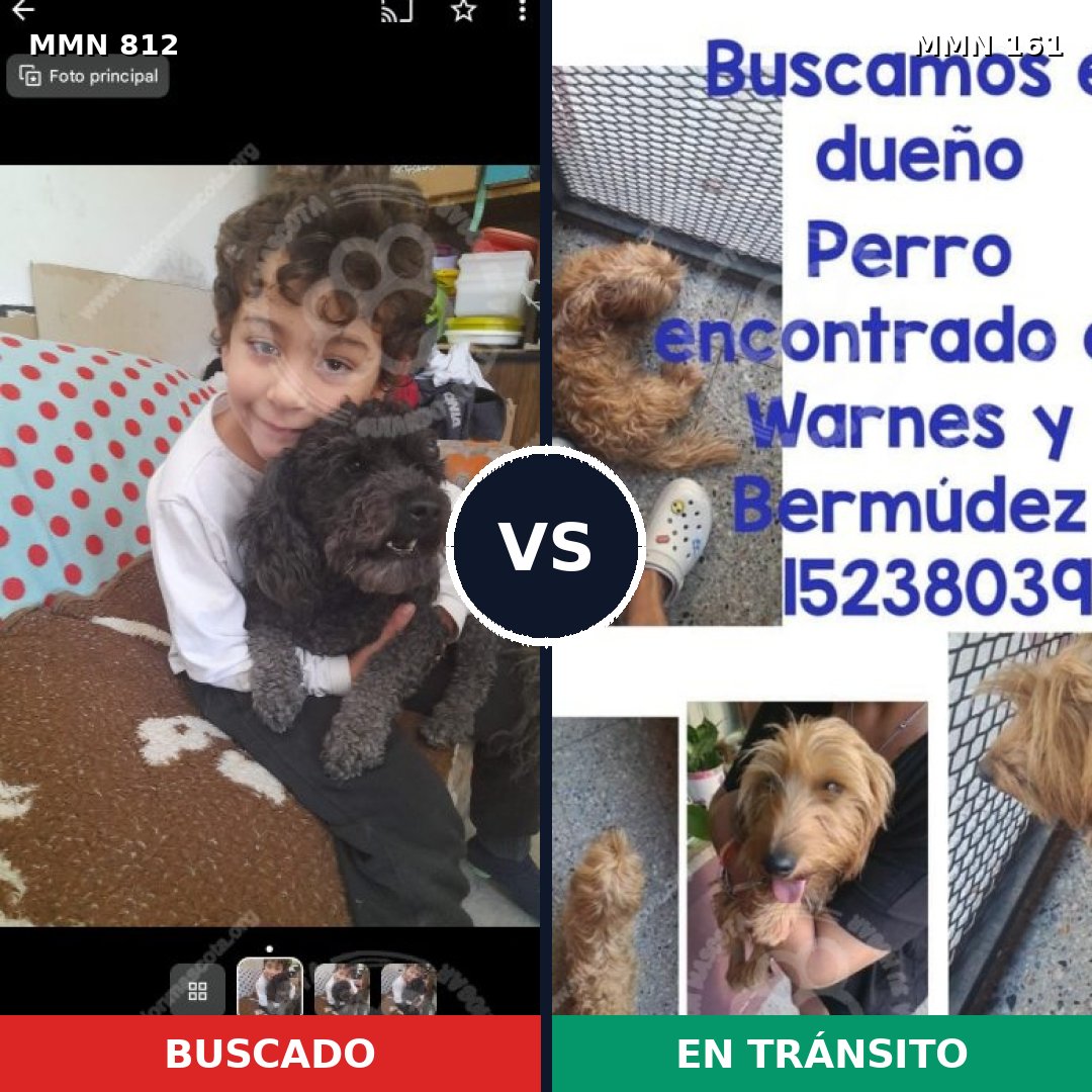 Comparativa MMS 13975: mascota perdida y mascota encontrada, 21% de similitud