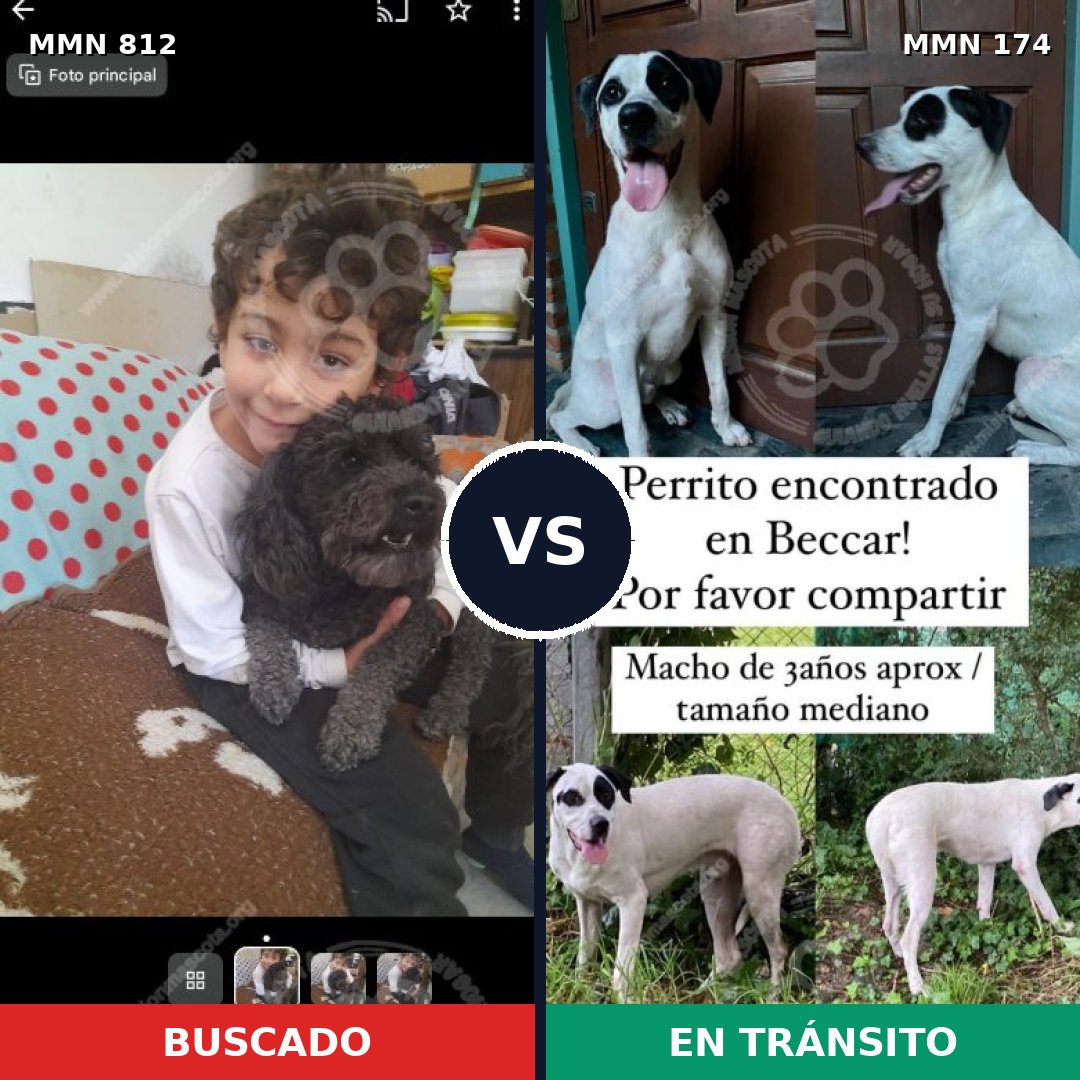 Comparativa MMS 13977: mascota perdida y mascota encontrada, 21% de similitud