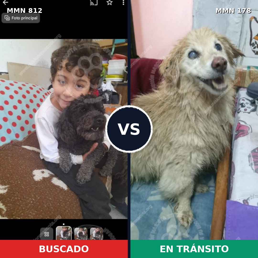 Comparativa MMS 13979: mascota perdida y mascota encontrada, 21% de similitud