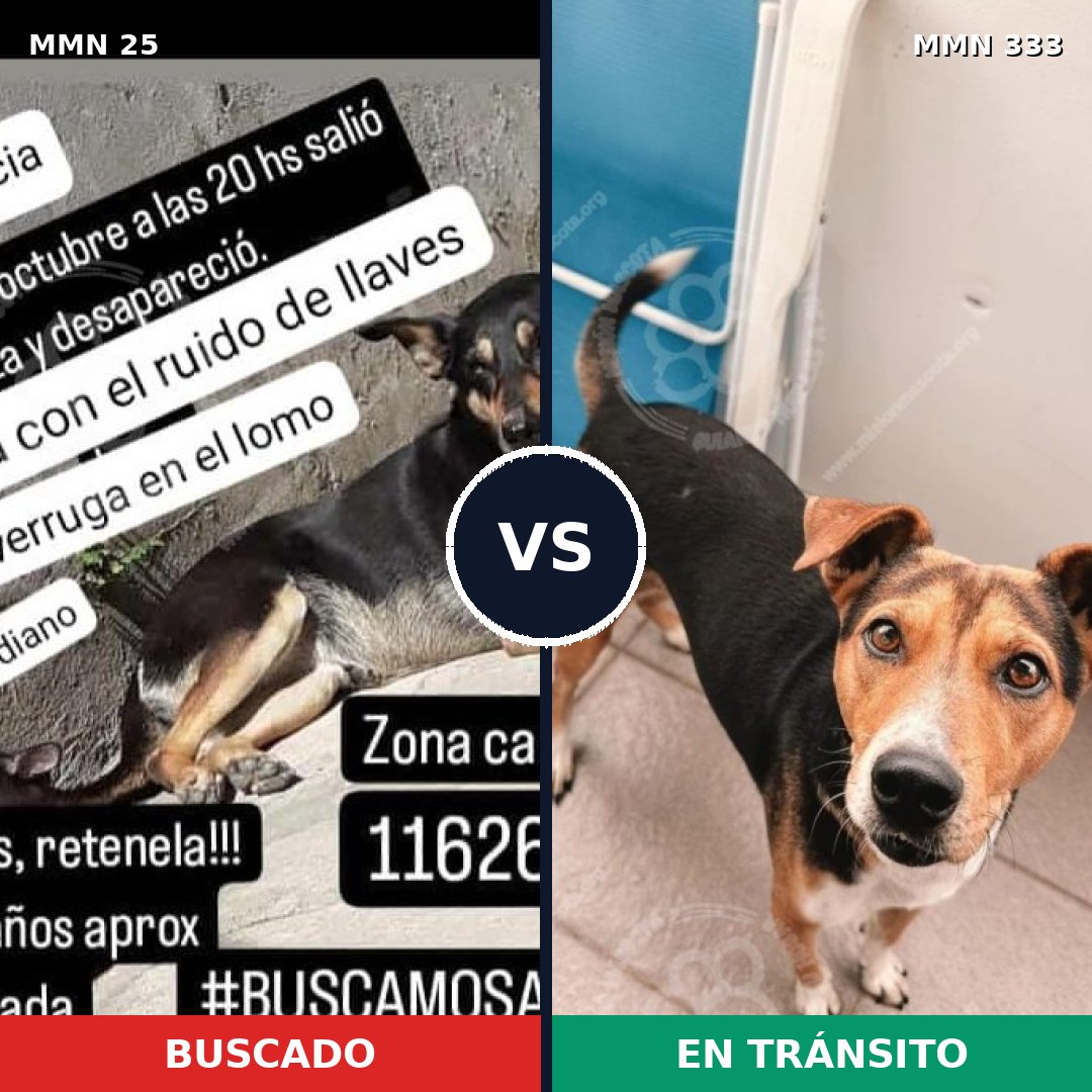Comparativa MMS 1398: mascota perdida y mascota encontrada, 78% de similitud