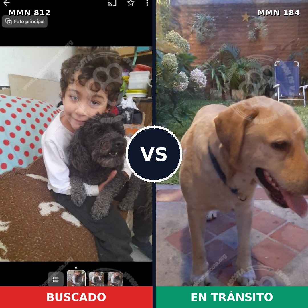 Comparativa MMS 13980: mascota perdida y mascota encontrada, 10% de similitud