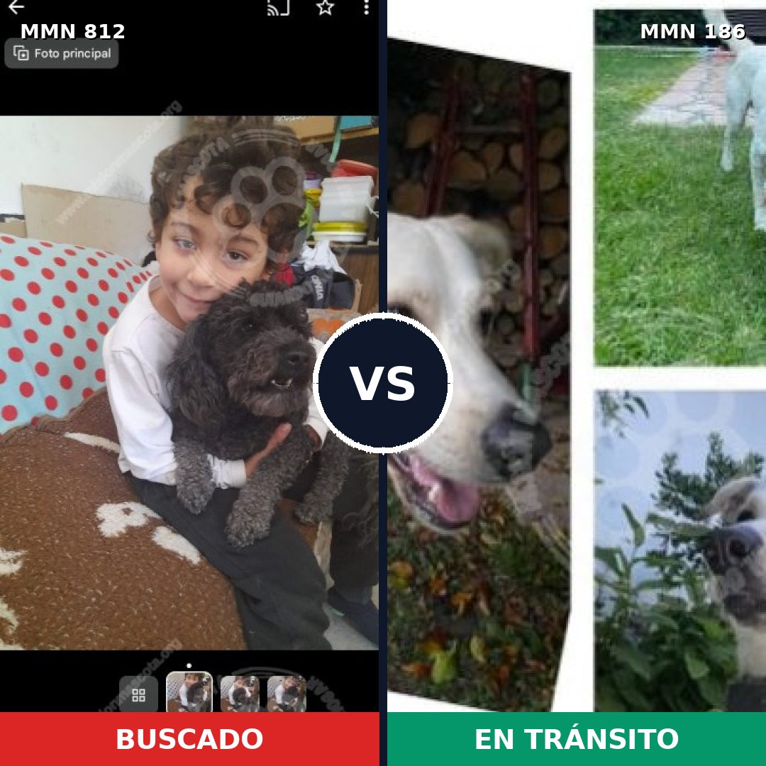Comparativa MMS 13981: mascota perdida y mascota encontrada, 31% de similitud
