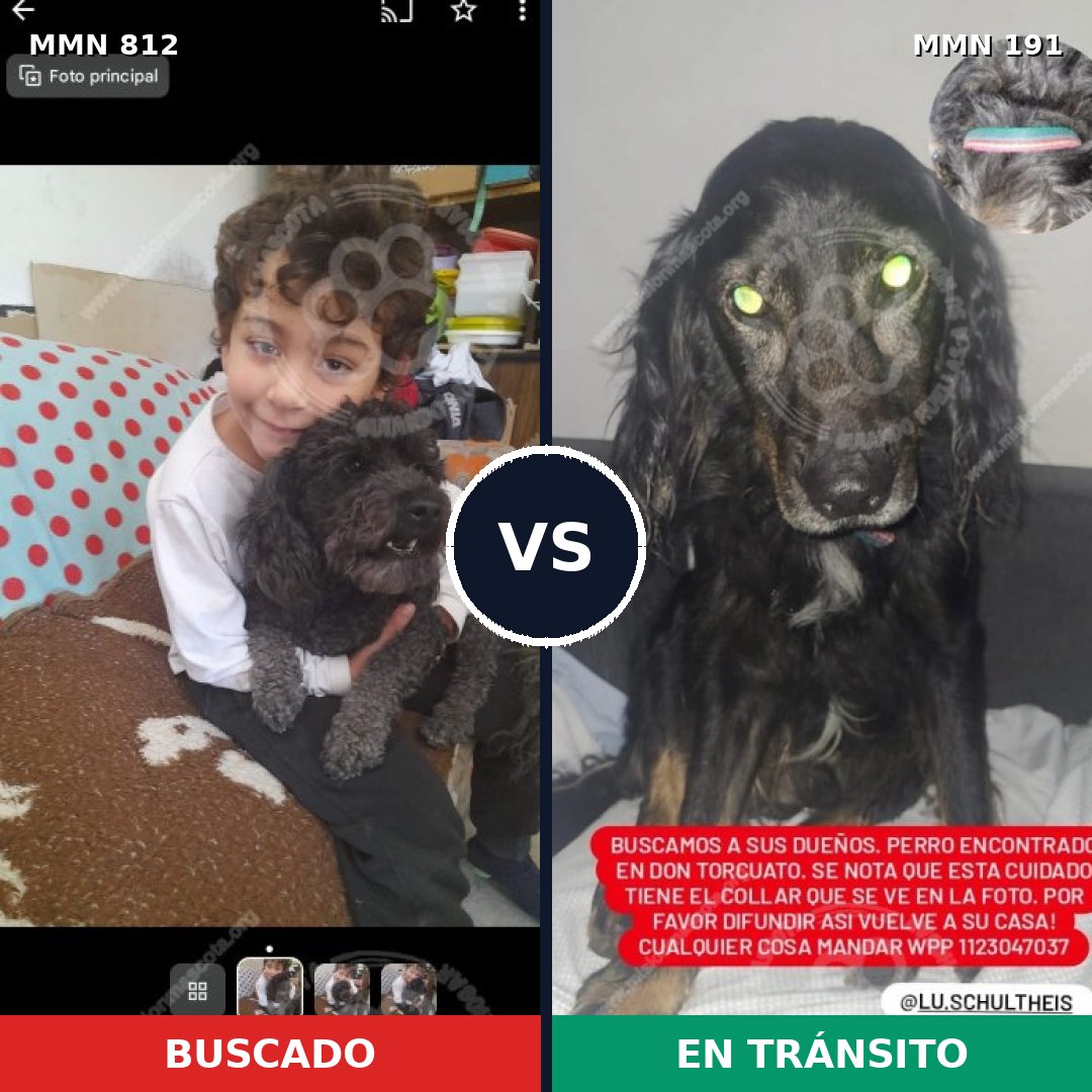 Comparativa MMS 13982: mascota perdida y mascota encontrada, 30% de similitud