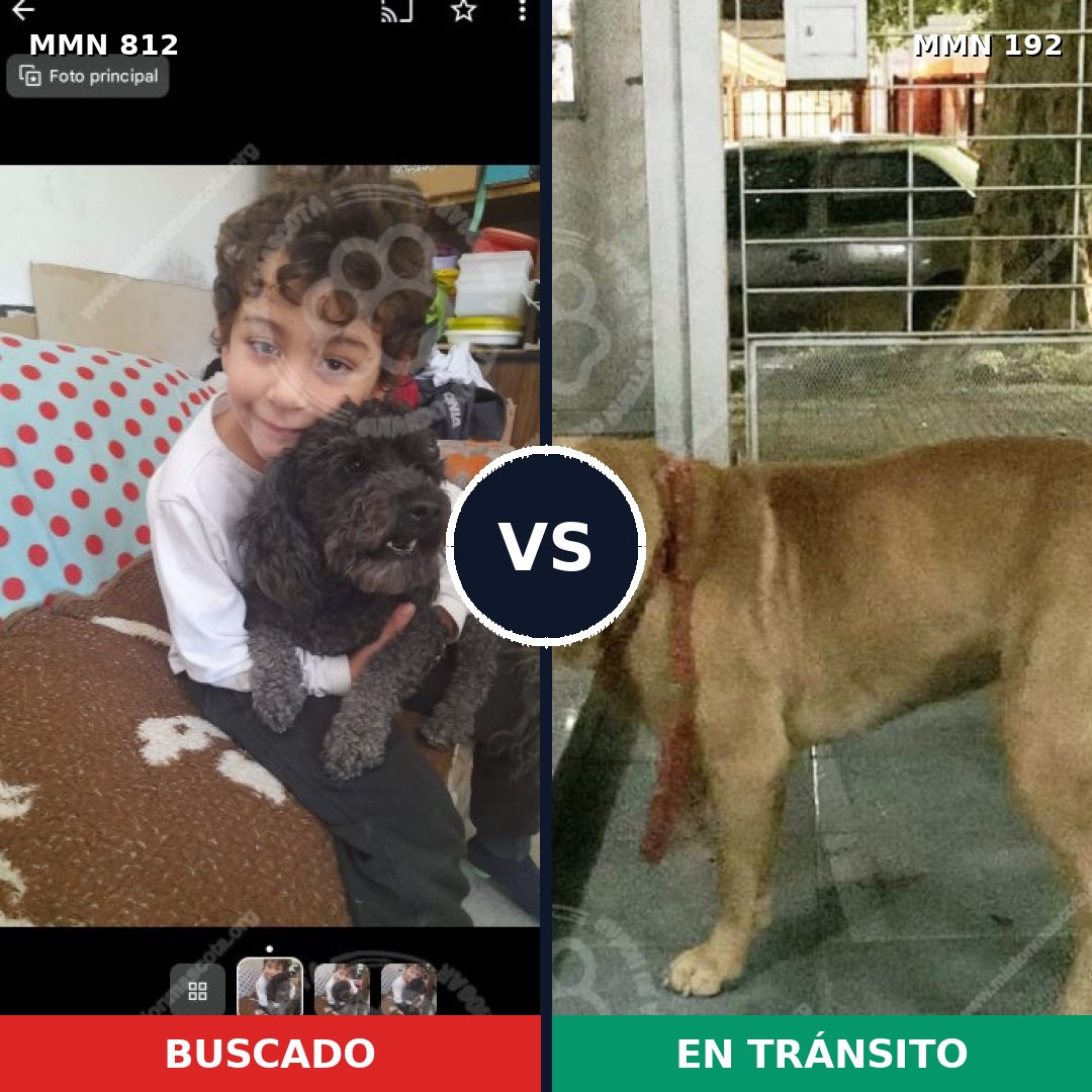 Comparativa MMS 13983: mascota perdida y mascota encontrada, 8% de similitud