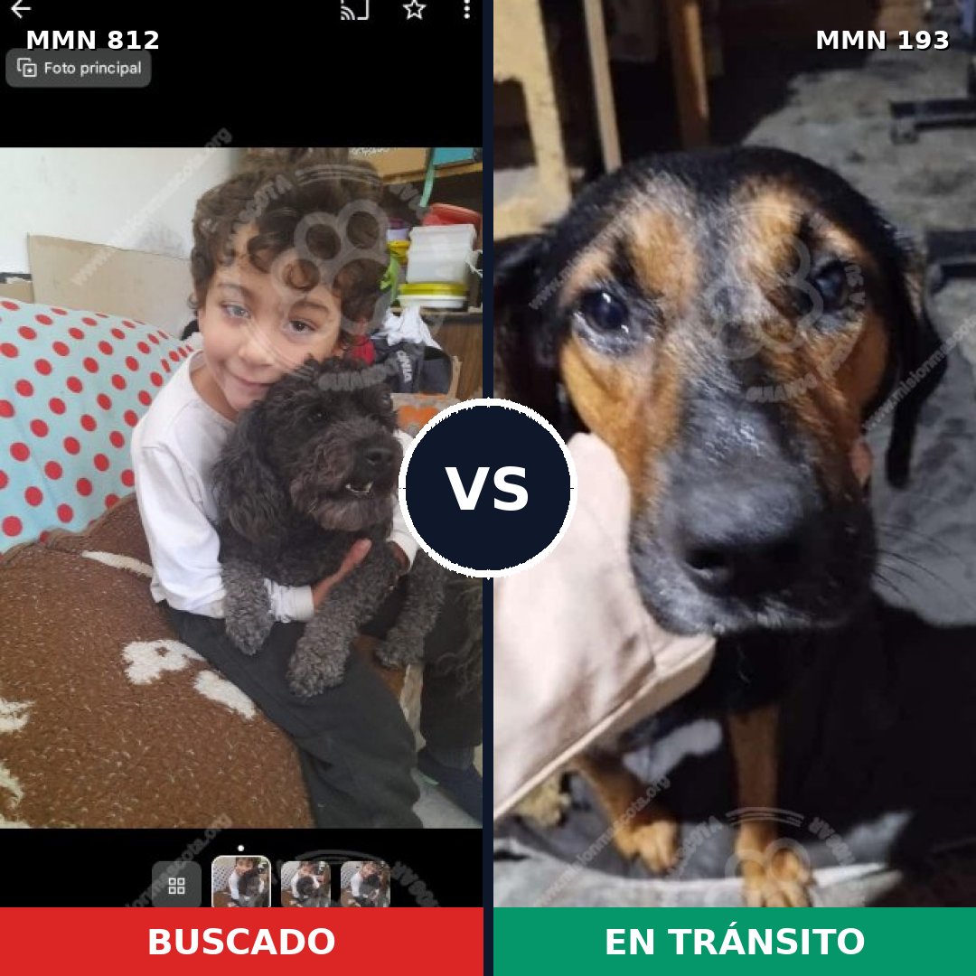 Comparativa MMS 13984: mascota perdida y mascota encontrada, 28% de similitud